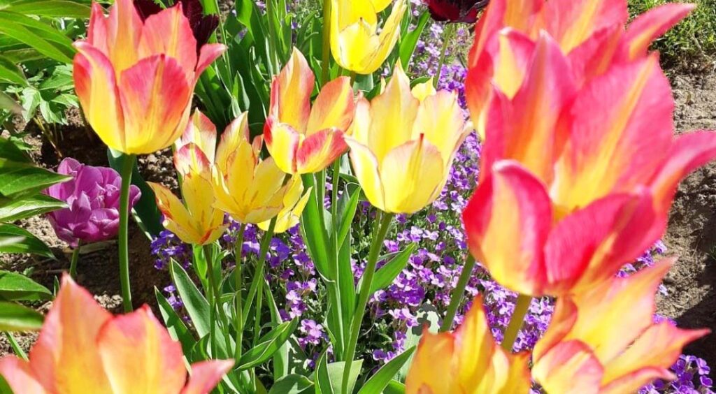 Antoinette pink tulips
