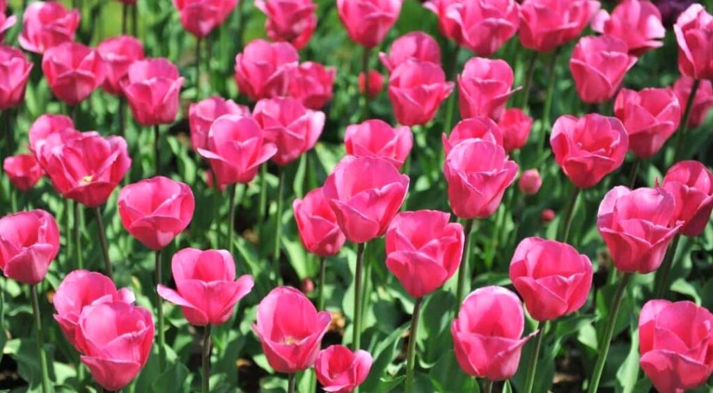 Barcelona pink tulips