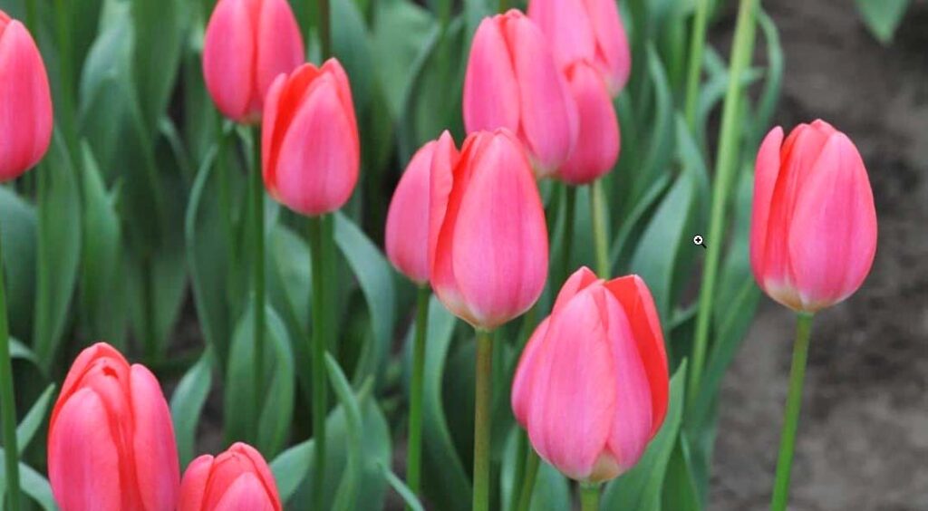 Cosmopolitan pink tulips