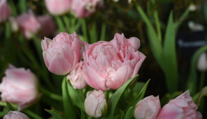 Dreamer pink tulips