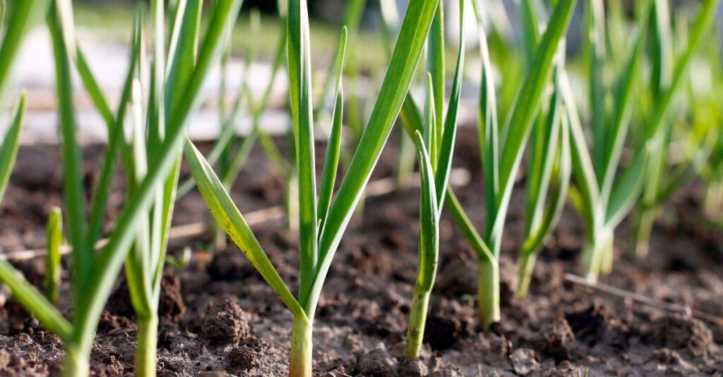 Garlic growing stages