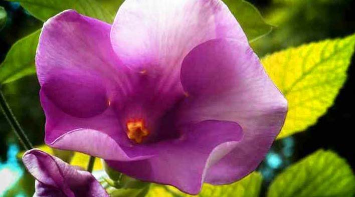Mandevilla Vine with Purple Flowers