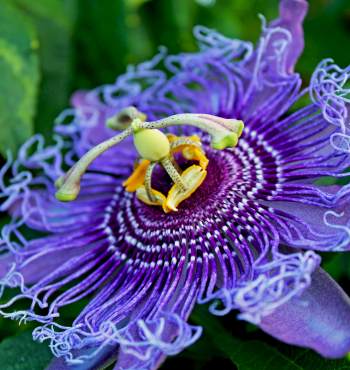 Purple Flowering Passion Vines