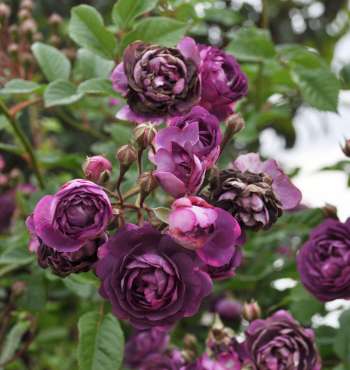 Purple Vining Roses