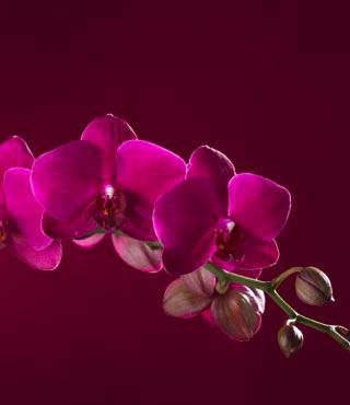 pink orchids
