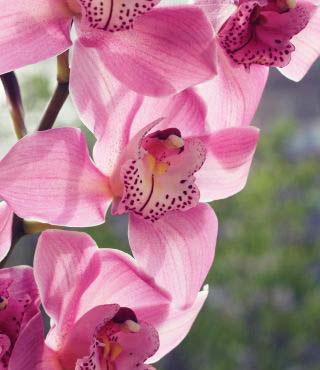 pink orchids
