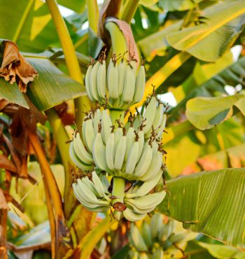 Types of Banana Plants