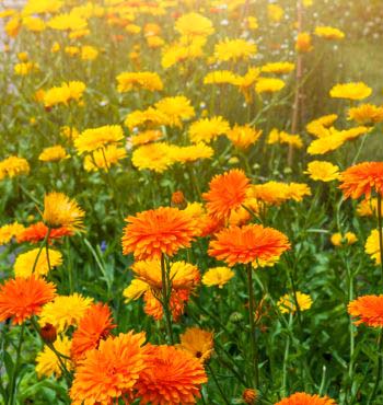 Marigolds in Vegetable Garden