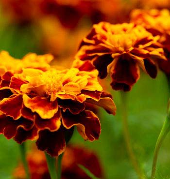 Marigolds in Vegetable Garden