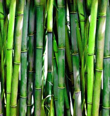 types of bamboo plants