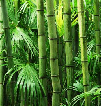 types of bamboo plants