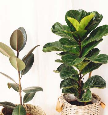 types of Ficus Plants